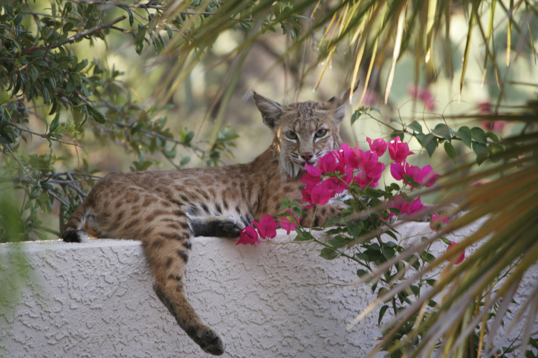 Backyard Bobcats